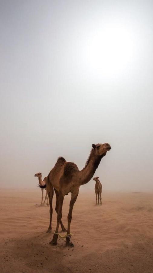 Wadirum Zeid Camp&Tours ワディ ・ラム エクステリア 写真